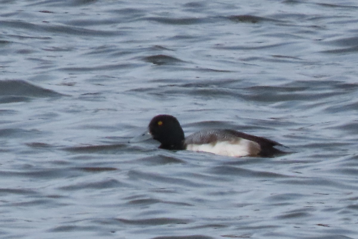 Karabaş Patka - ML650204937