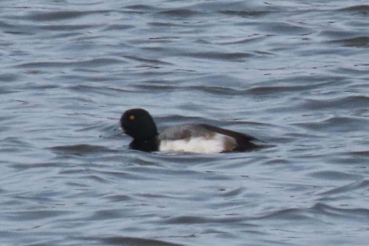 Karabaş Patka - ML650204941