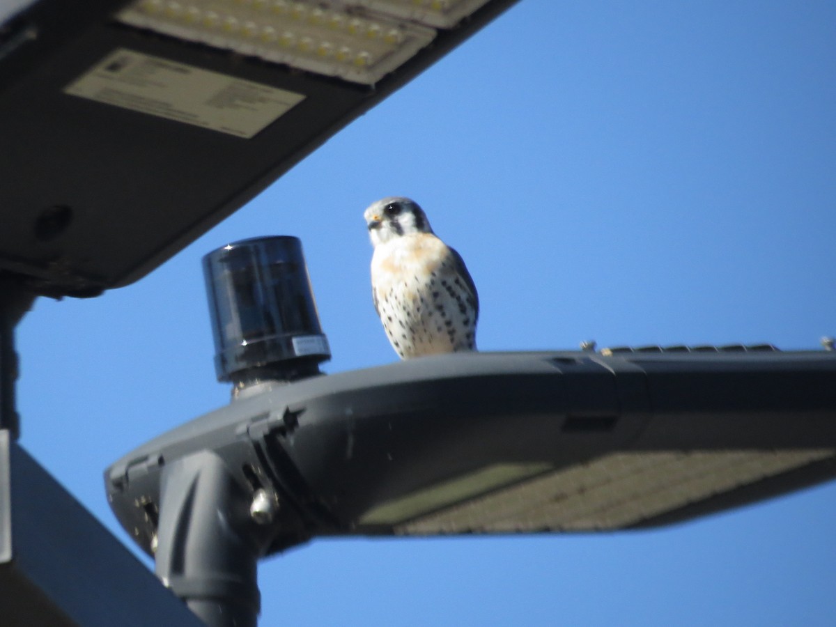 Воробьиная пустельга - ML650205221