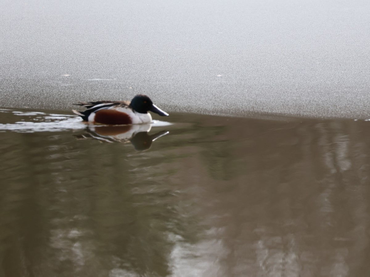 Широконоска - ML650205706