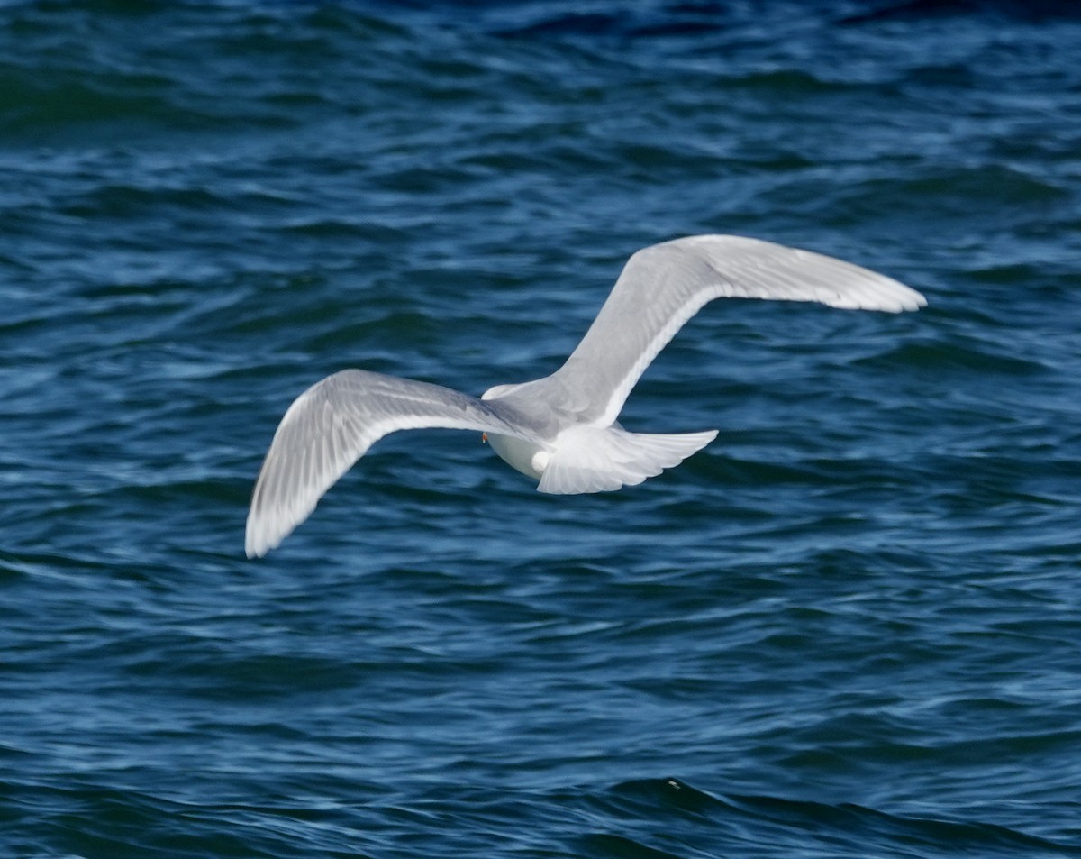 Gaviota Groenlandesa (de Kumlien/Islandesa) - ML650205761