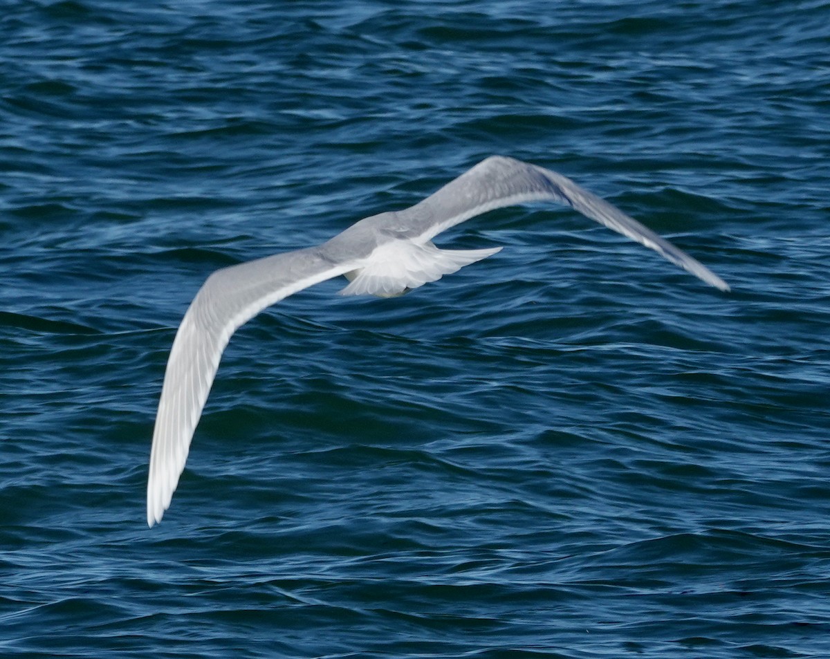 Gaviota Groenlandesa (de Kumlien/Islandesa) - ML650205762