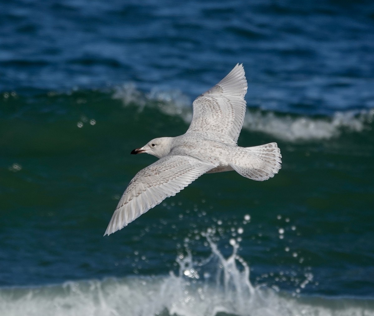 Gaviota Groenlandesa (de Kumlien/Islandesa) - ML650205763