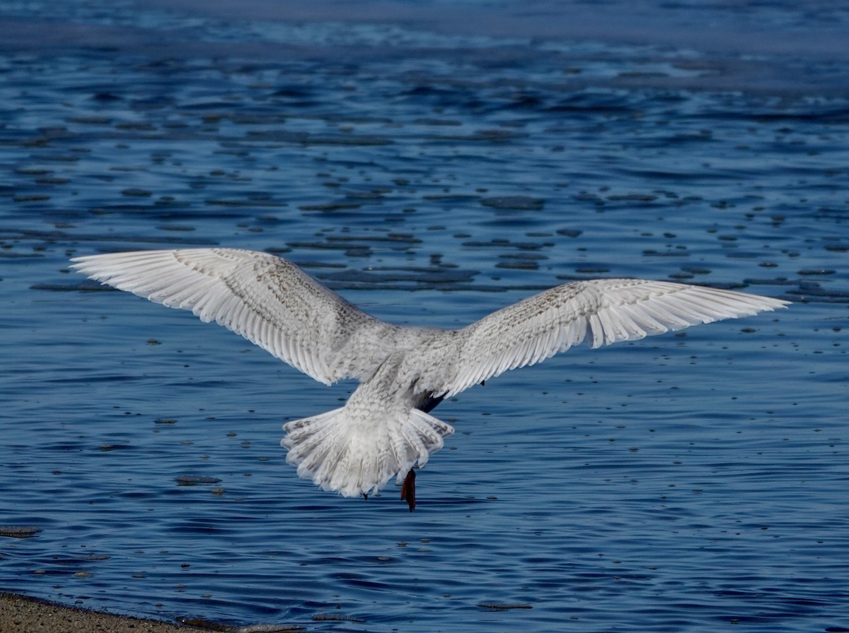 Gaviota Groenlandesa (de Kumlien/Islandesa) - ML650205764
