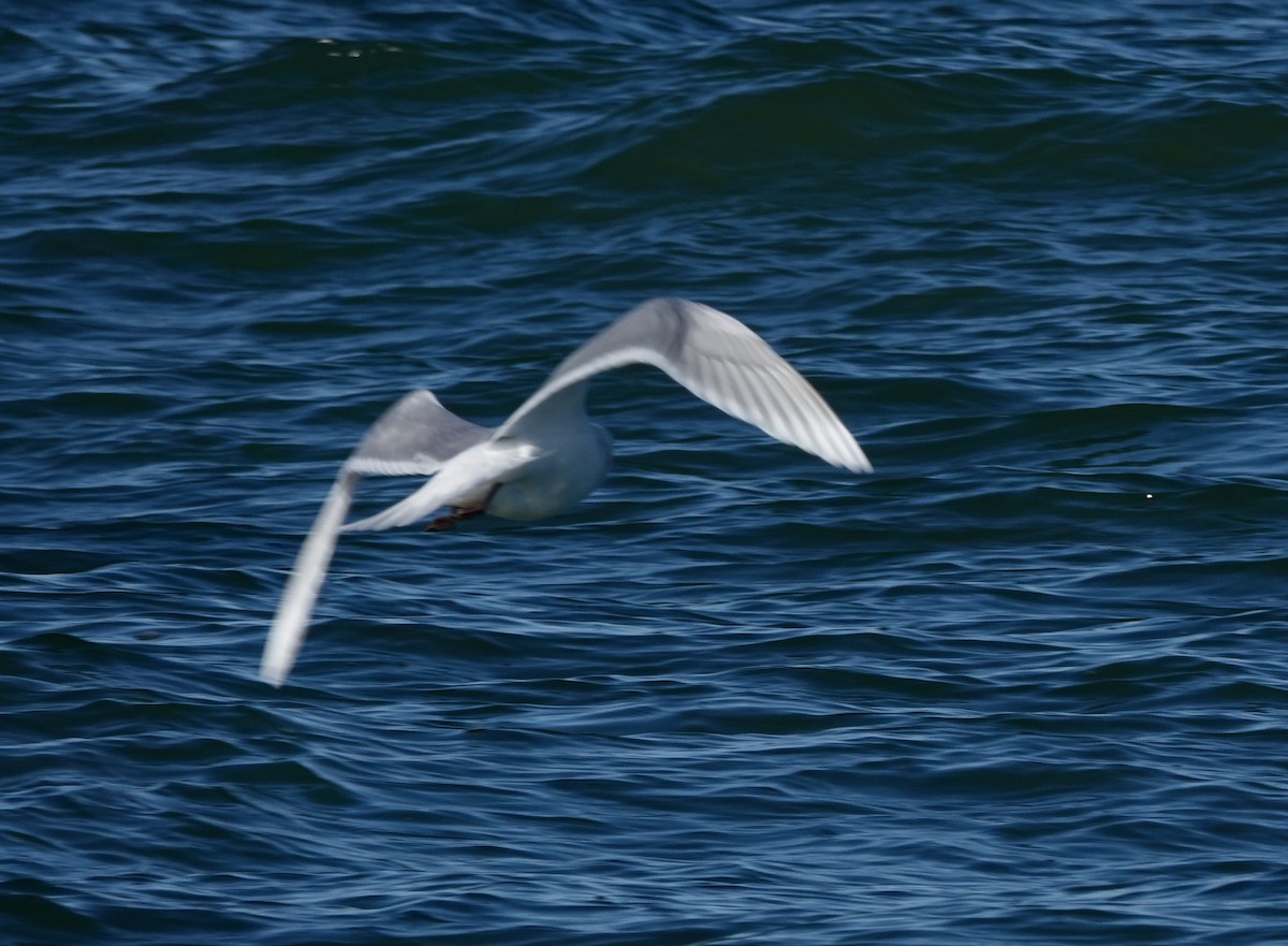 Gaviota Groenlandesa (de Kumlien/Islandesa) - ML650205766