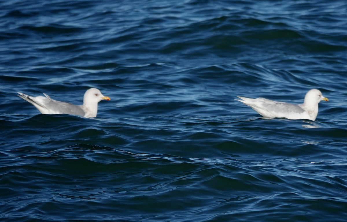 Gaviota Groenlandesa (de Kumlien/Islandesa) - ML650205767