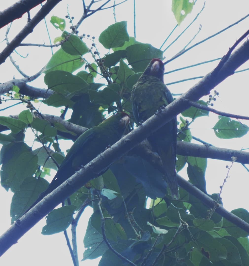 Scarlet-fronted Parakeet - ML650205922