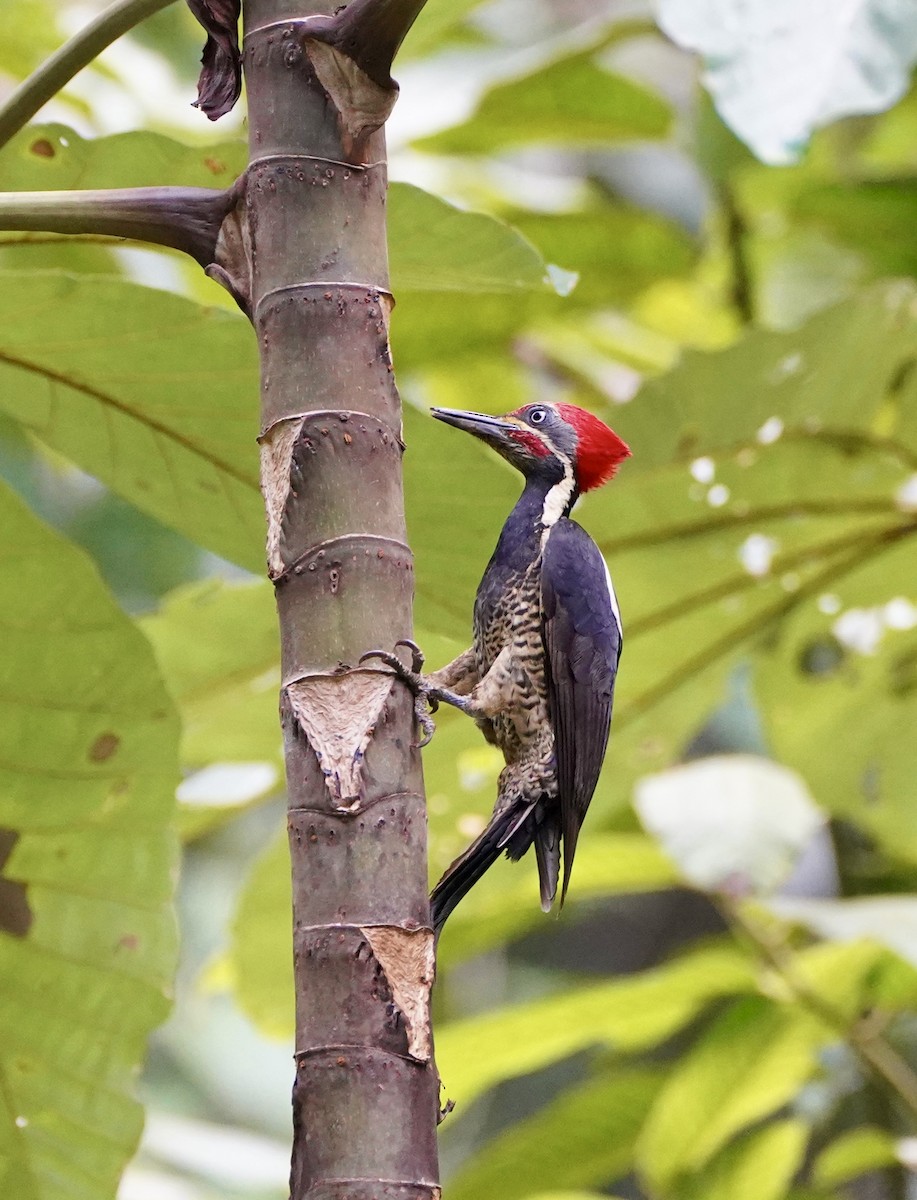 Lineated Woodpecker - ML650206387