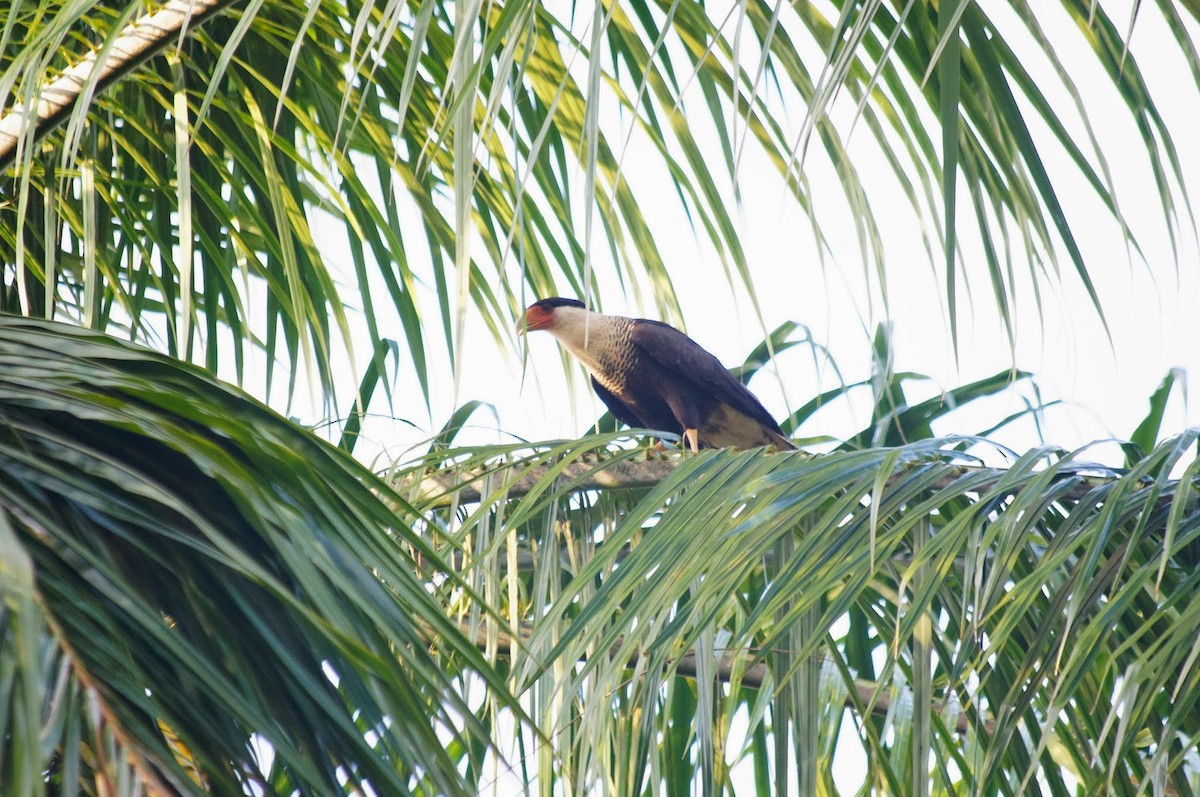Crested Caracara (Northern) - ML650206934