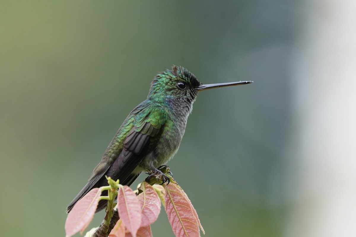 Charming Hummingbird - ML650206950