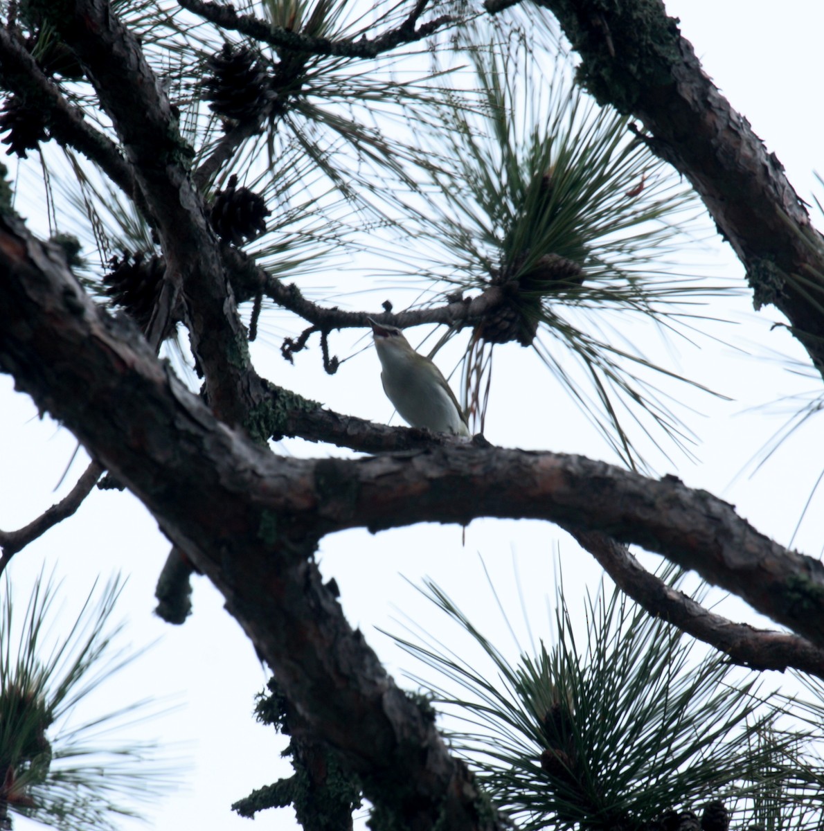 Red-eyed Vireo - ML650207305