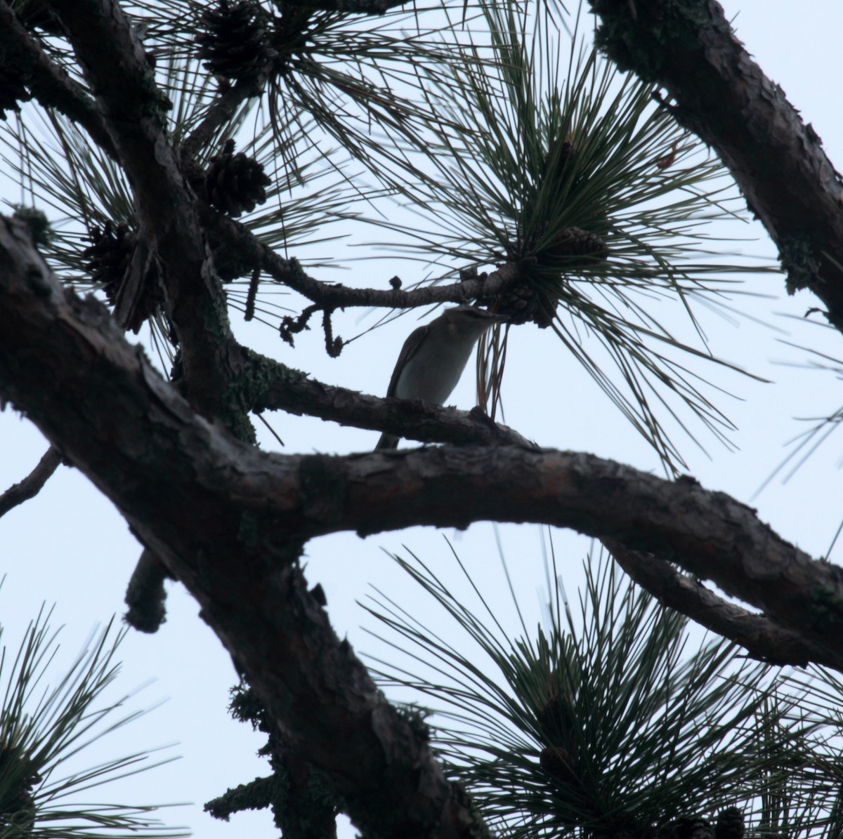 Red-eyed Vireo - ML650207306