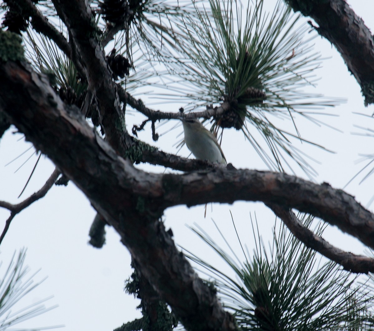 Red-eyed Vireo - ML650207307