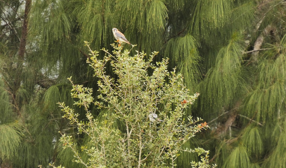 Cernícalo Americano - ML650207342