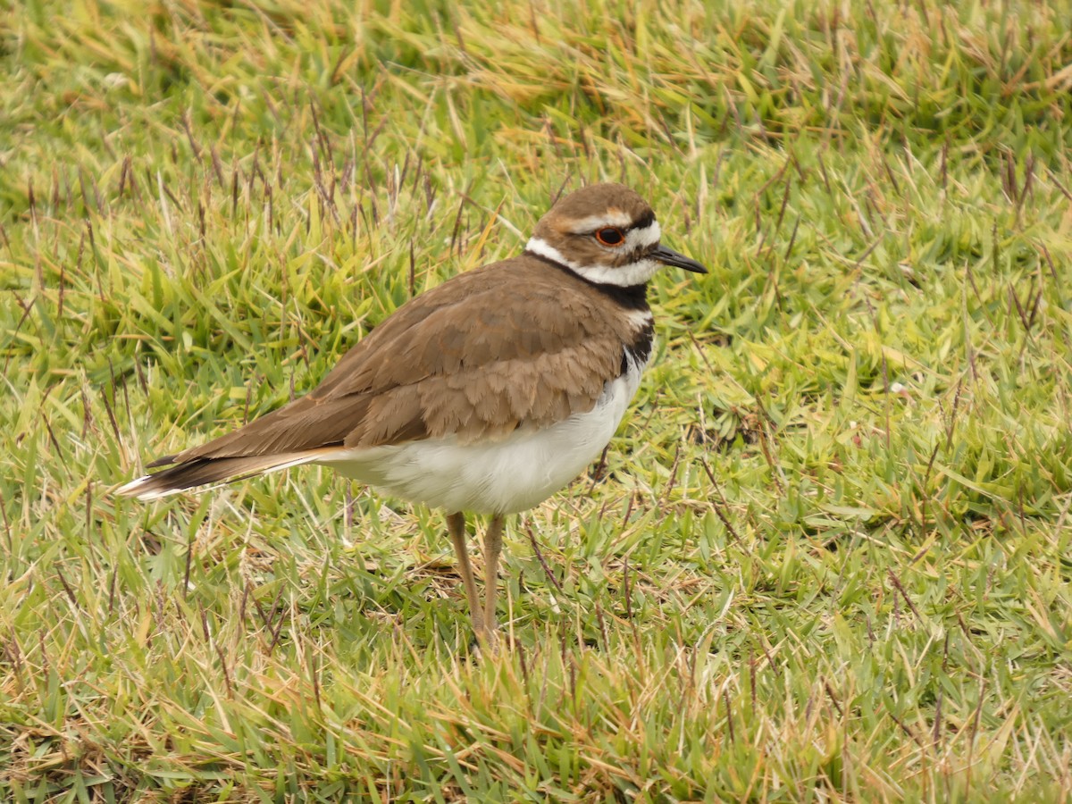 Chorlitejo Culirrojo - ML650207352