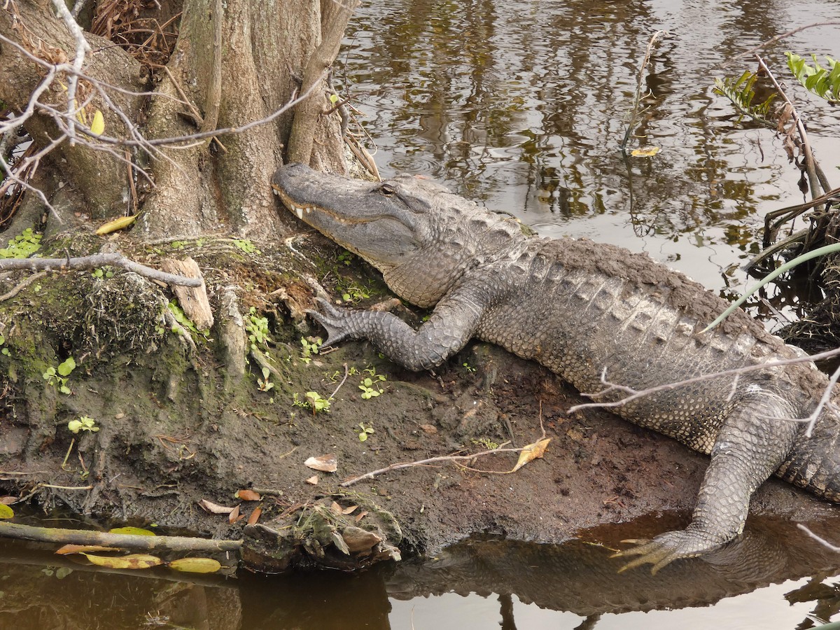 Caimán del Mississippi - ML650207432