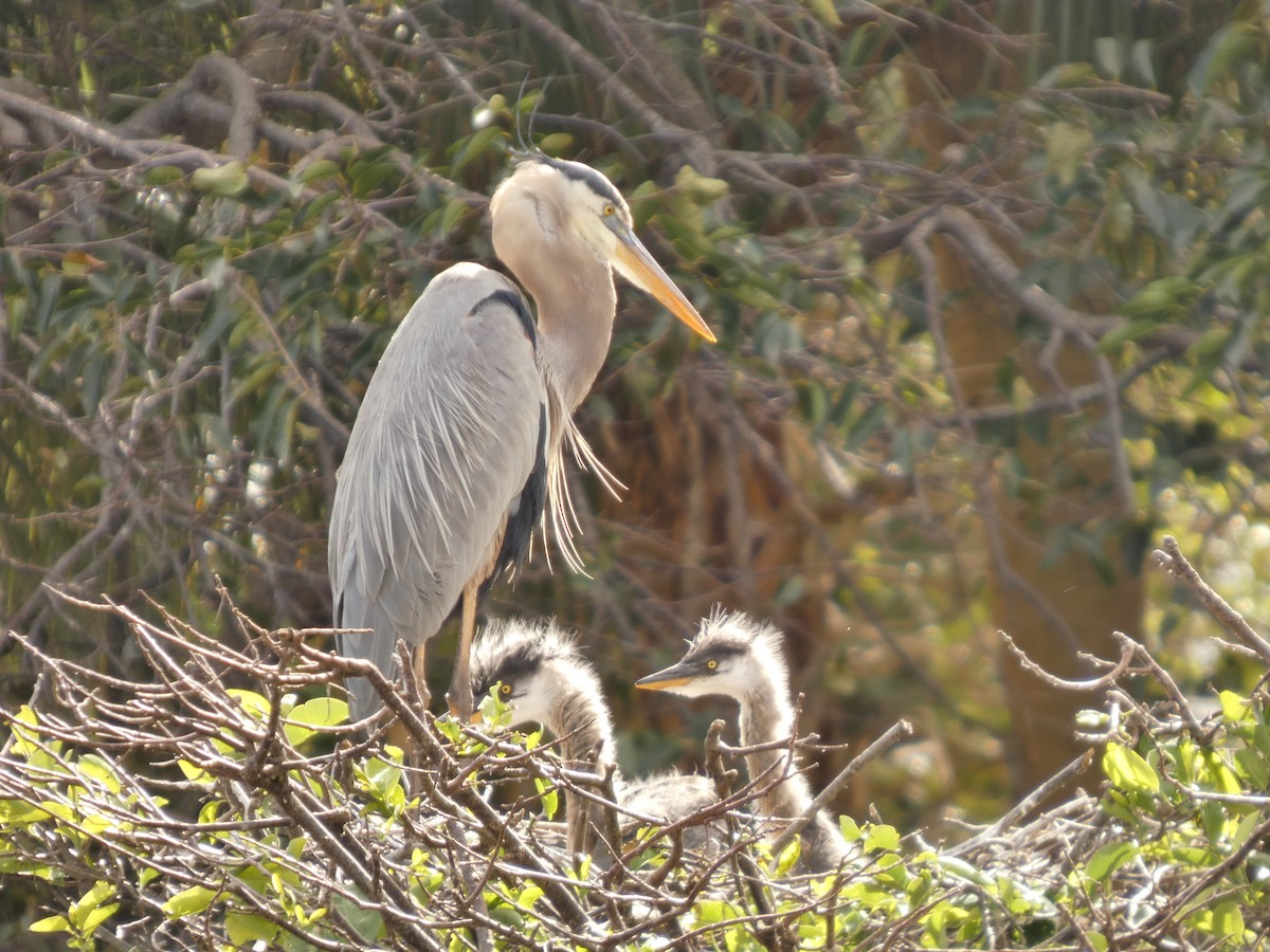 Garza Azulada - ML650207442