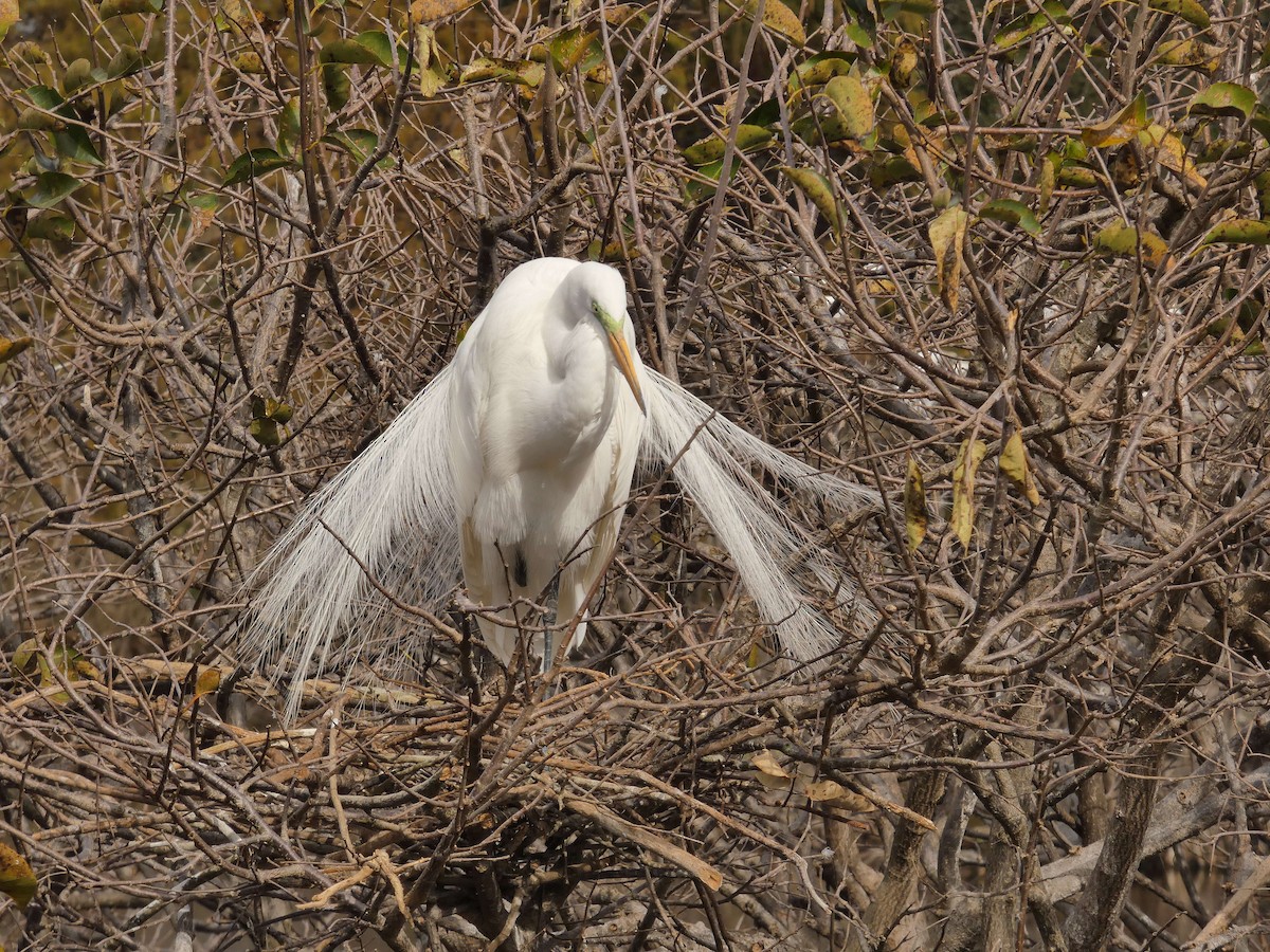 Garceta Grande - ML650207455