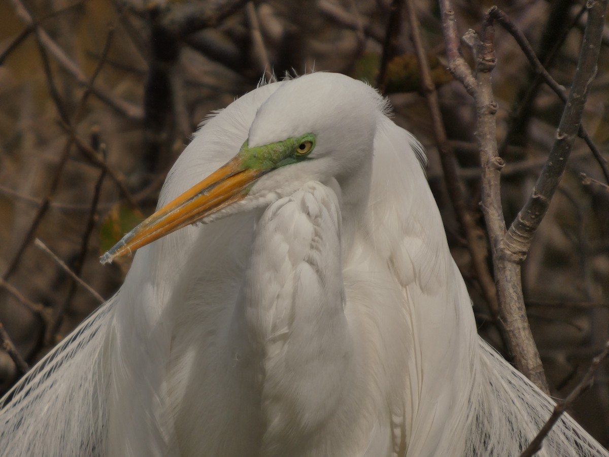 Garceta Grande - ML650207456