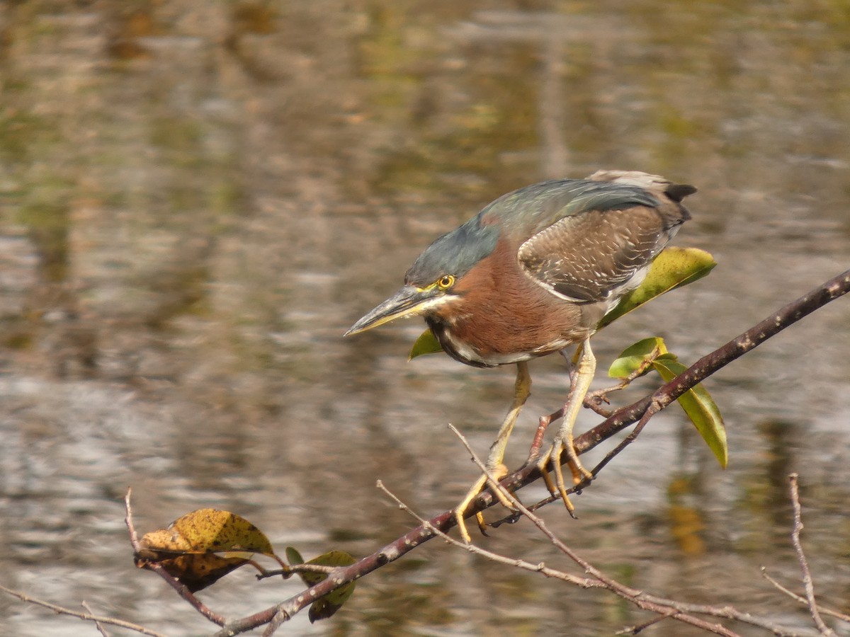 Garcilla Verde - ML650207461