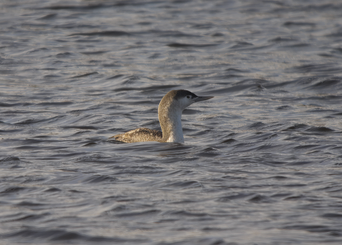 Strolaga minore - ML650209071