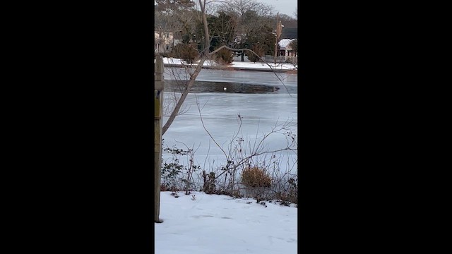 Murgilari bizkarzuria - ML650210110