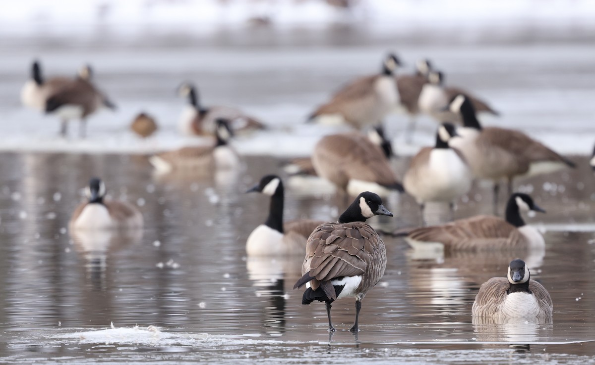 Канадская казарка - ML650210279