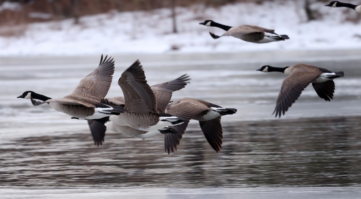 Канадская казарка - ML650210280