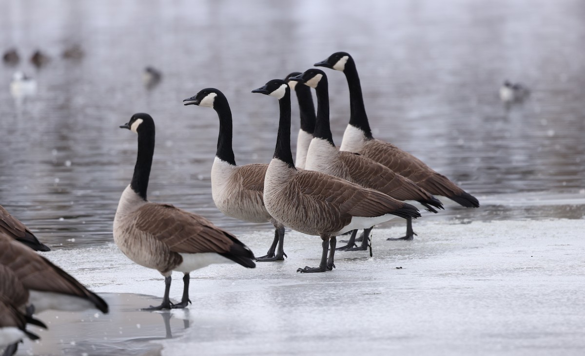 Канадская казарка - ML650210281