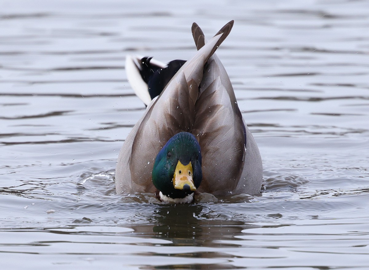 Кряква - ML650210290