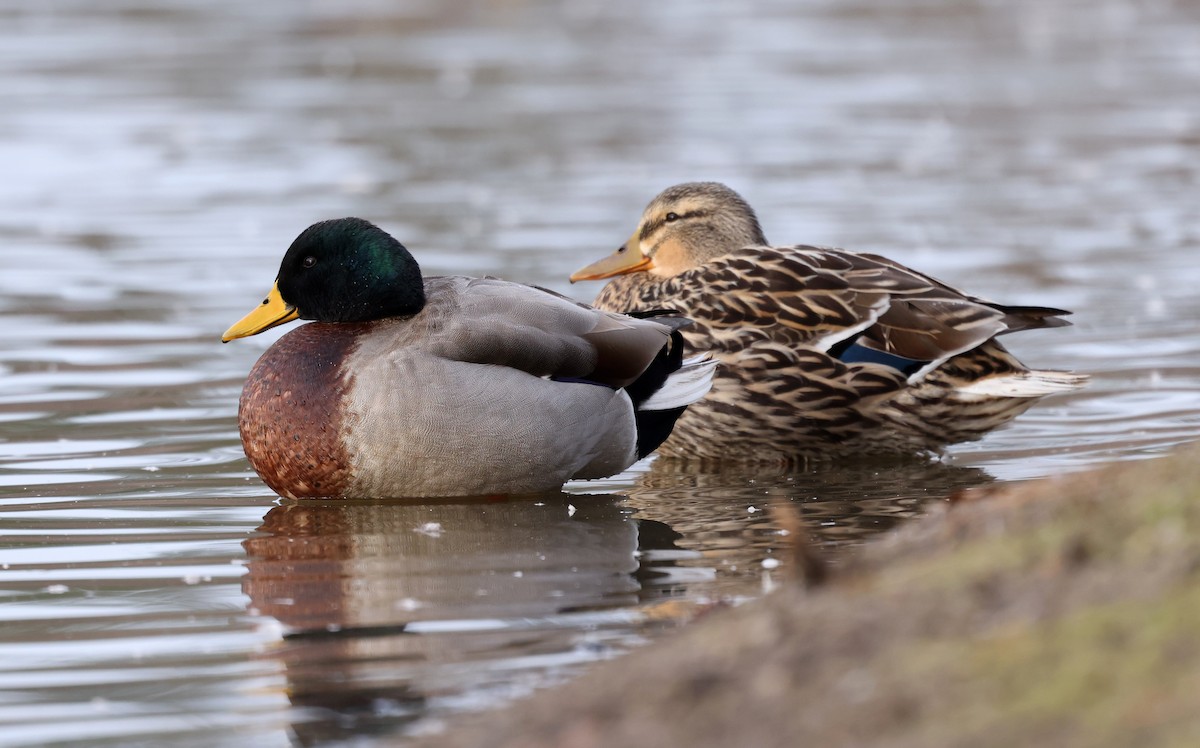 Кряква - ML650210291