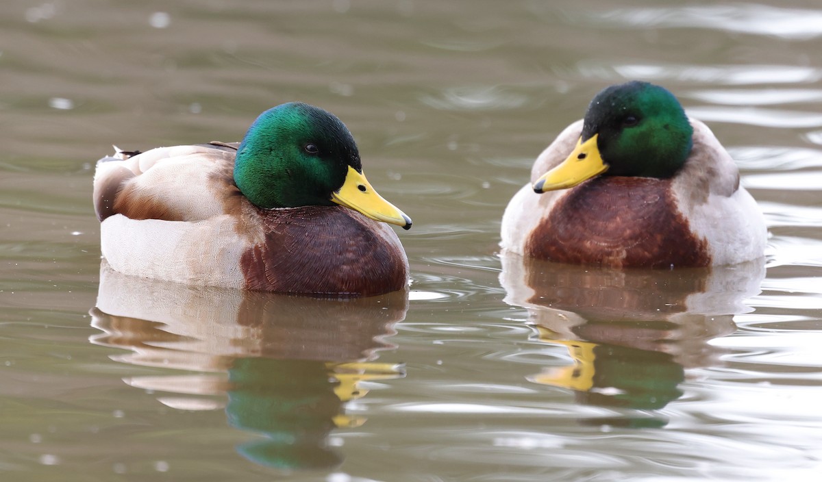 Кряква - ML650210292