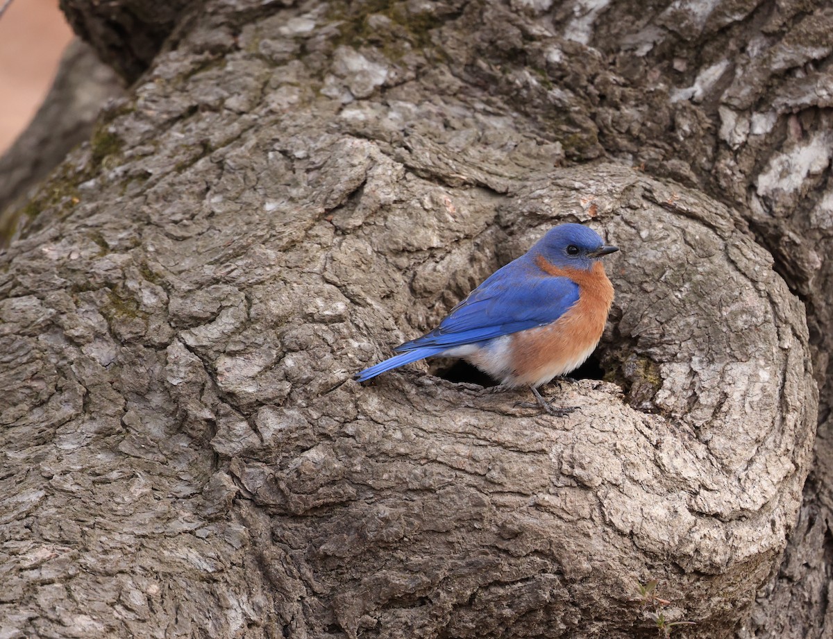 Восточная сиалия - ML650210309