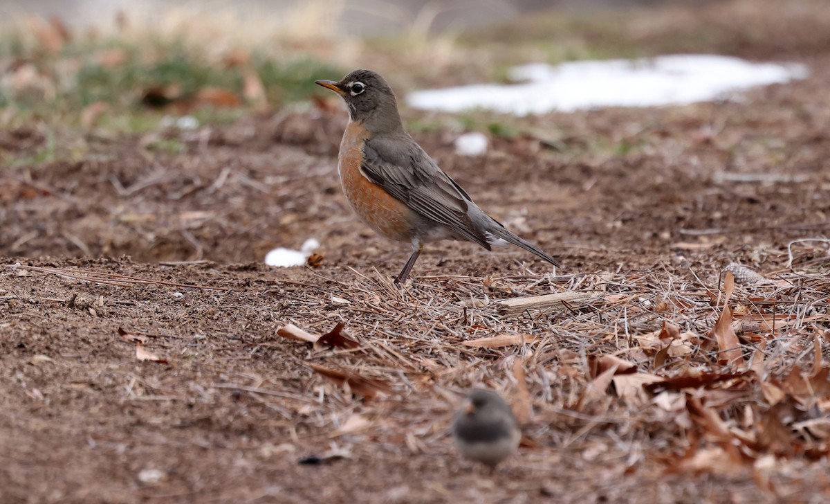 Странствующий дрозд - ML650210313