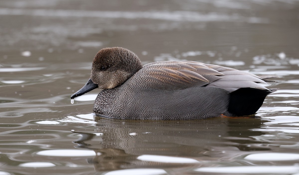 Серая утка - ML650210351