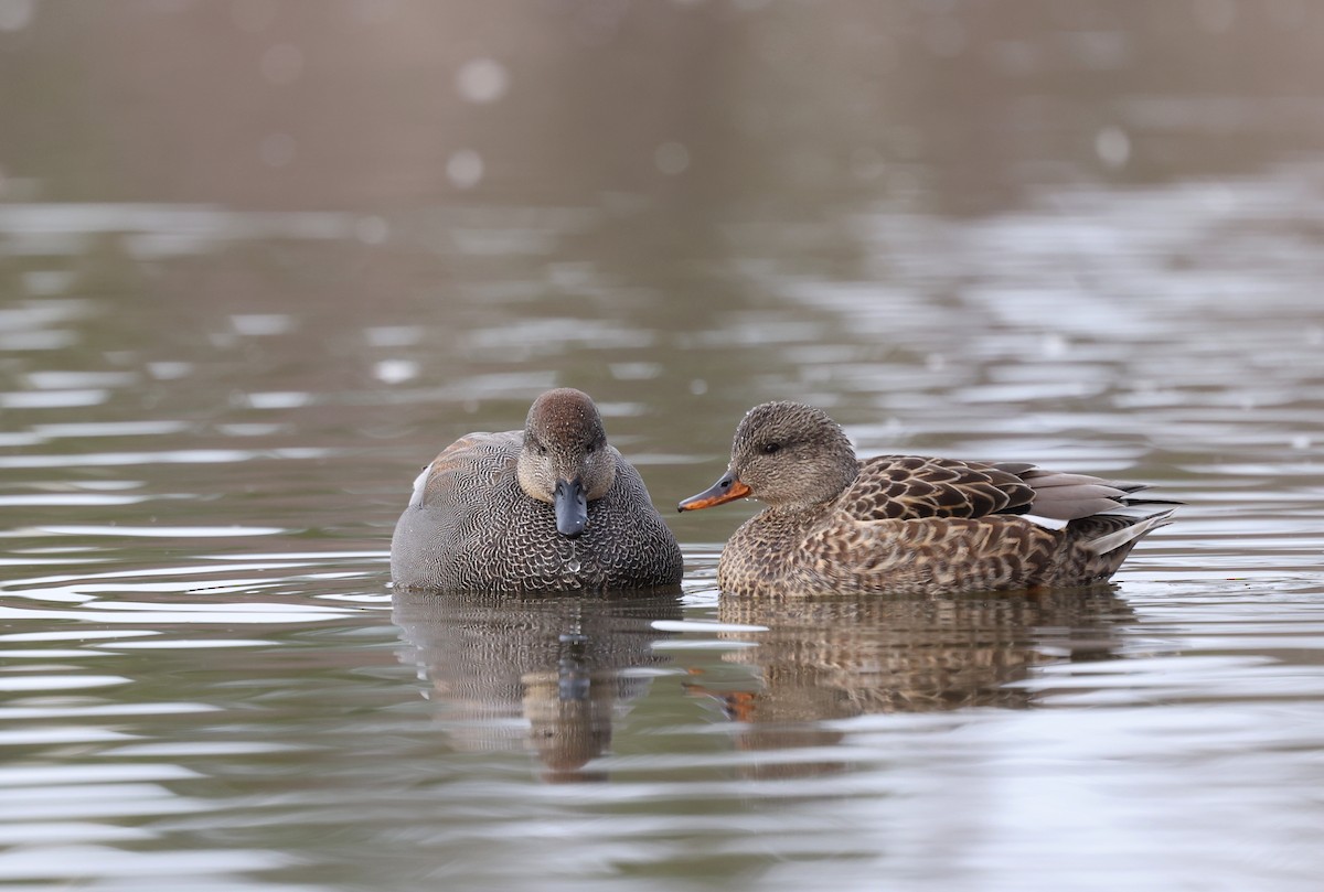 Серая утка - ML650210352