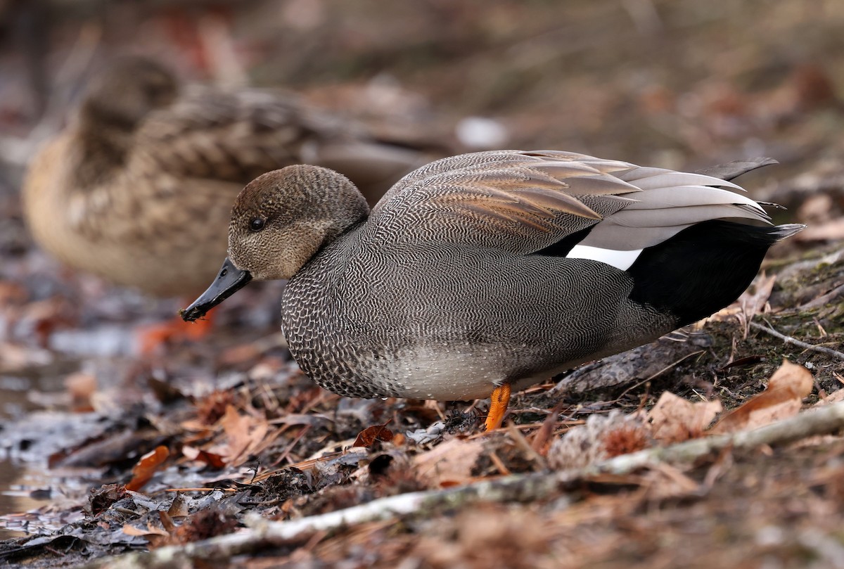 Серая утка - ML650210353