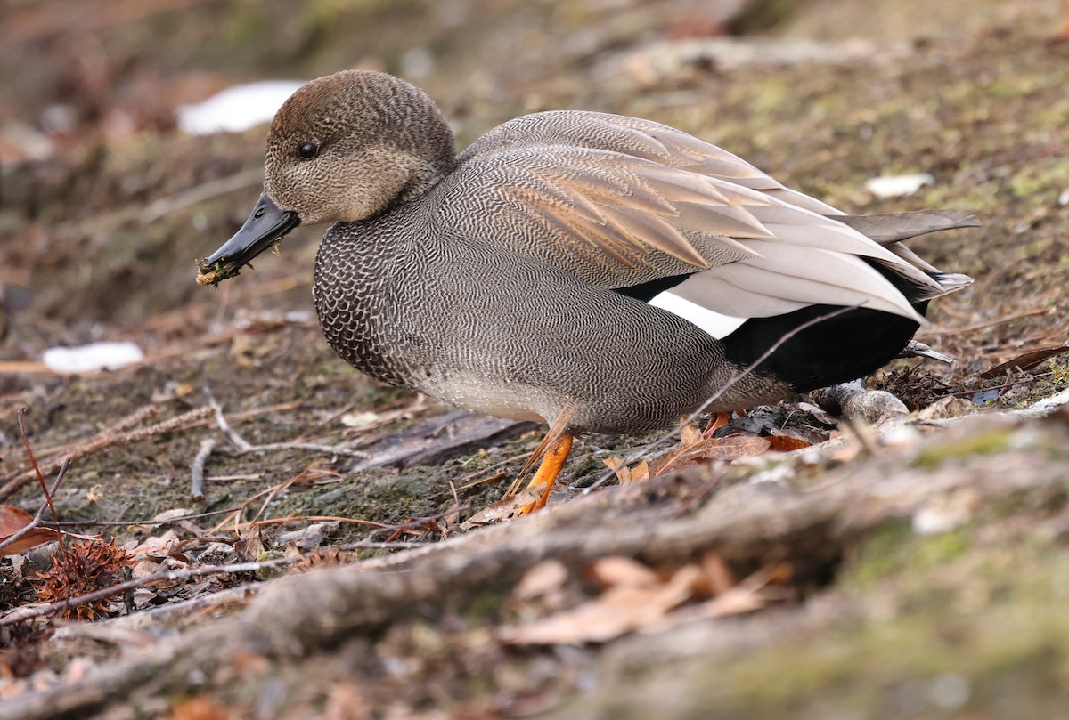 Серая утка - ML650210354