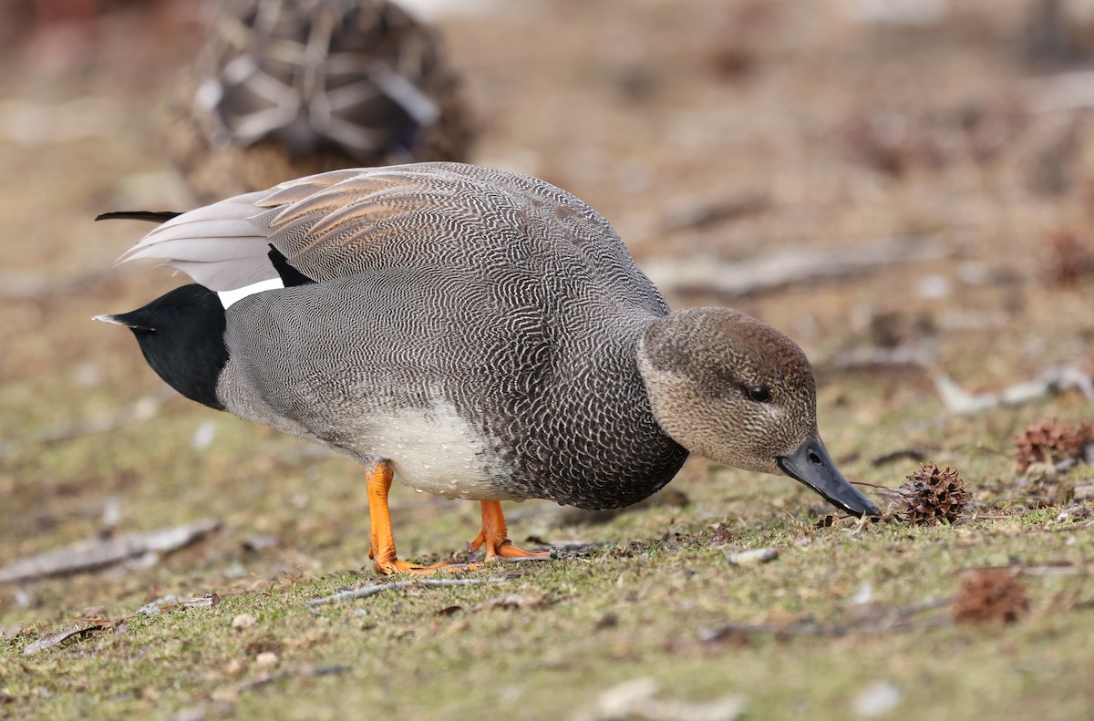 Серая утка - ML650210355