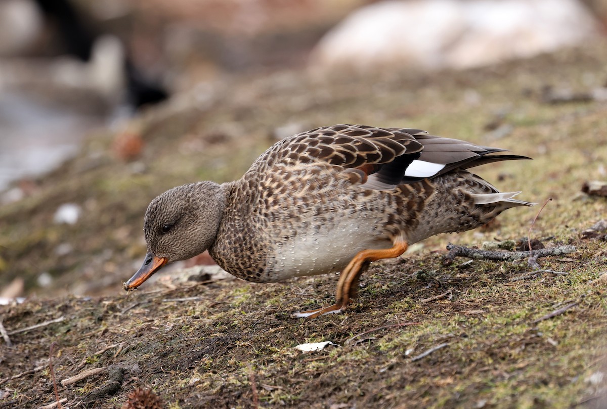 Серая утка - ML650210356