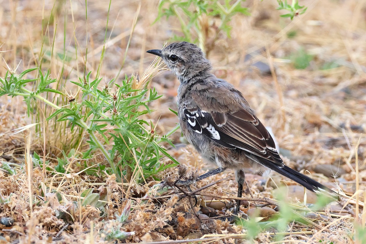 Patagonian Mockingbird - ML650210435