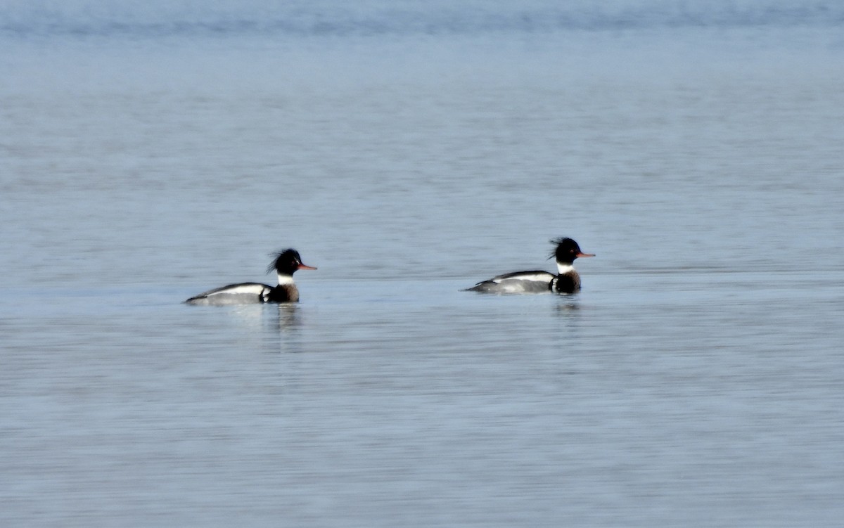 siland - ML650210539