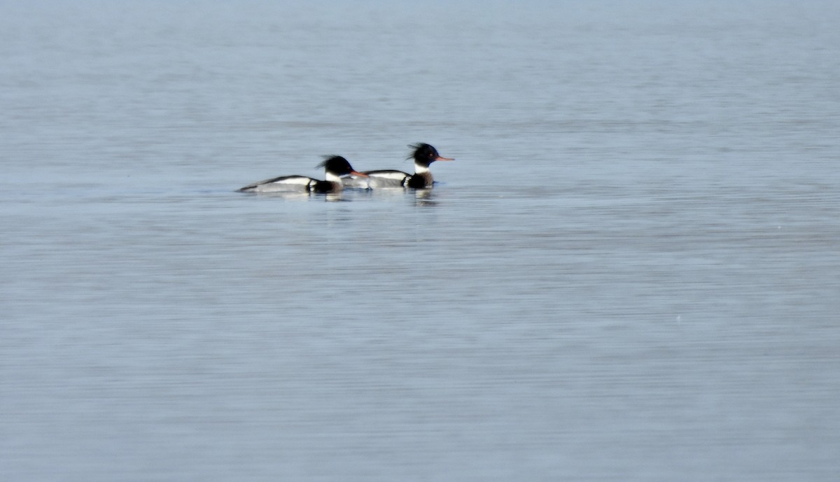 siland - ML650210540