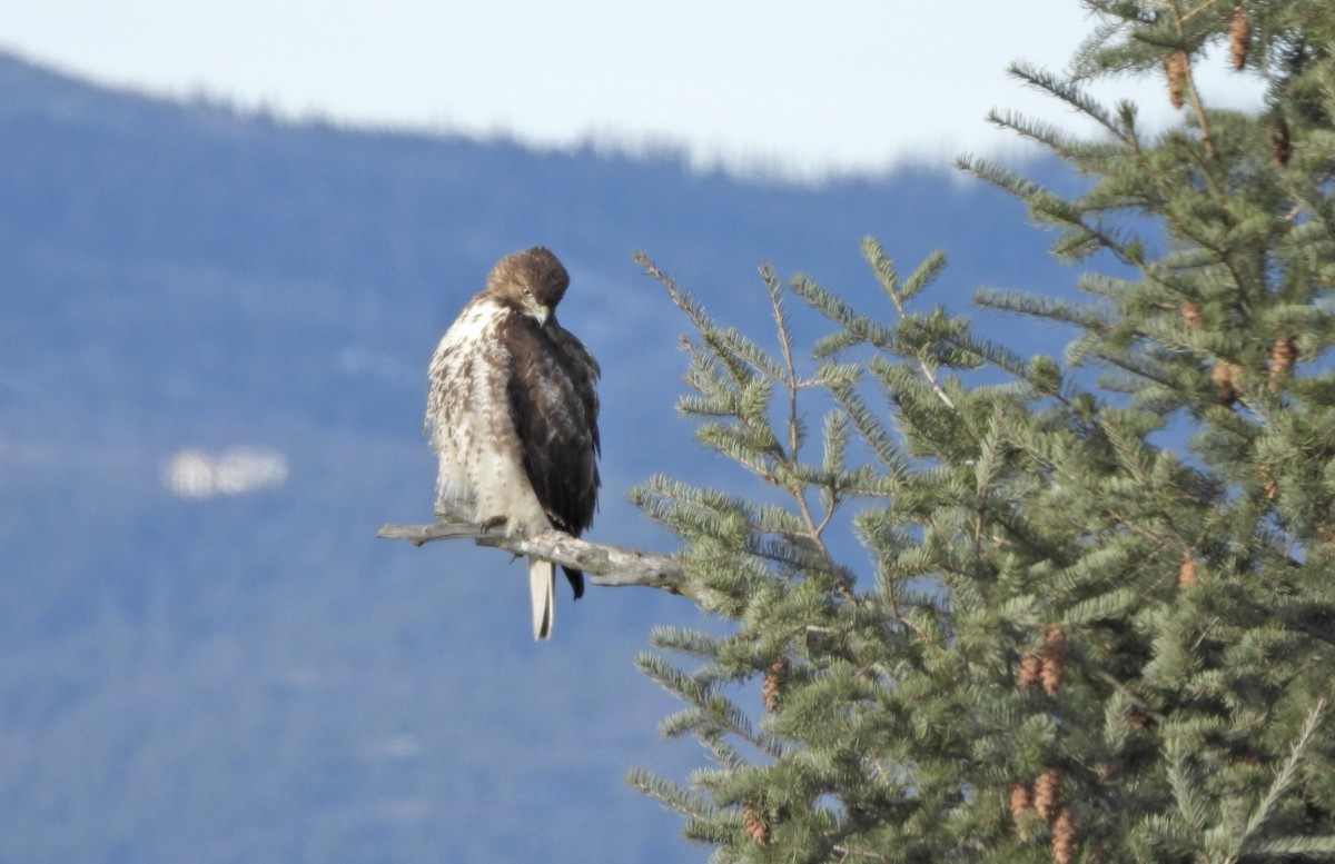 rødstjertvåk - ML650210582