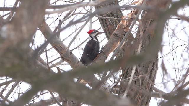 Pileated Woodpecker - ML650210727