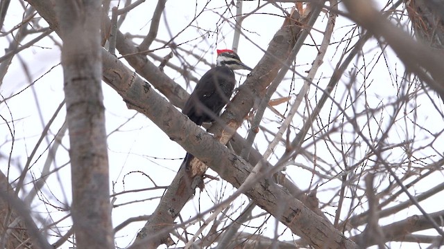 Pileated Woodpecker - ML650210730