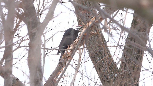 Pileated Woodpecker - ML650210733