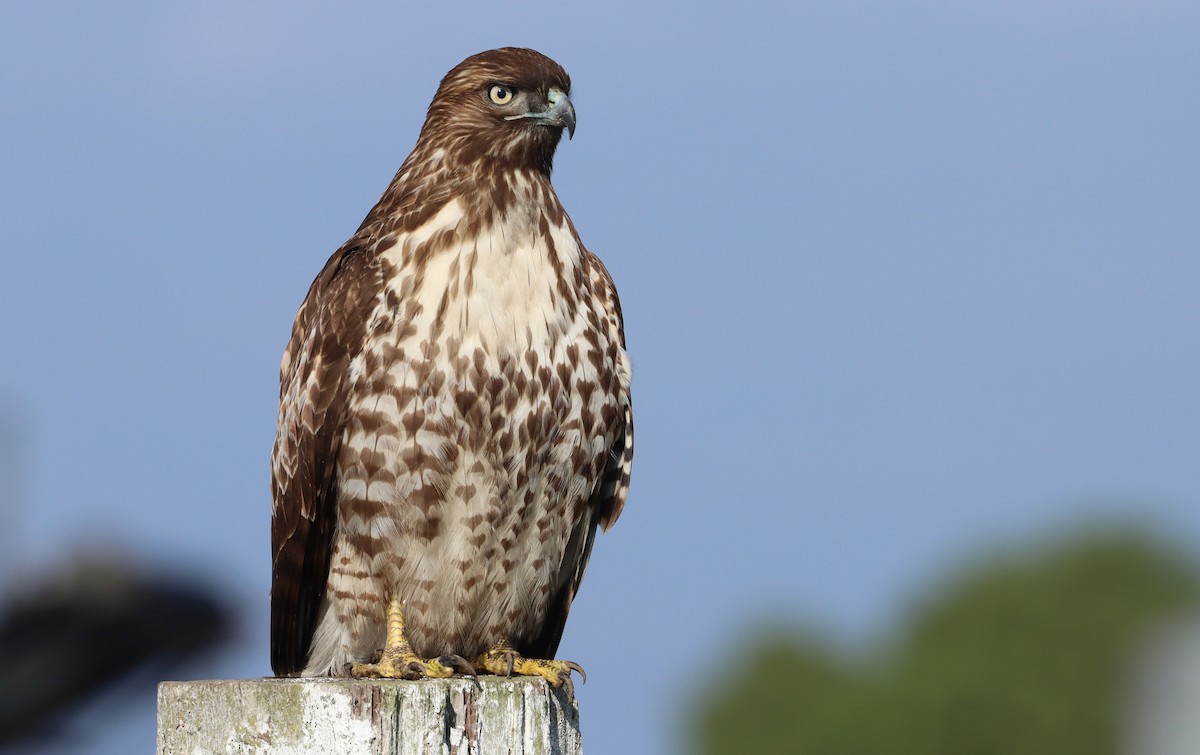 rødstjertvåk - ML650211147