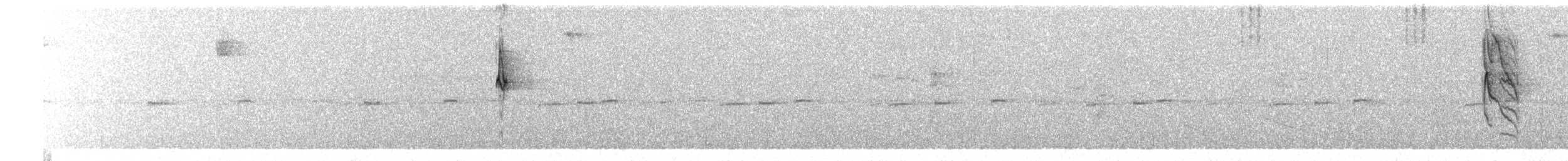 Sporophile à col double - ML650211218