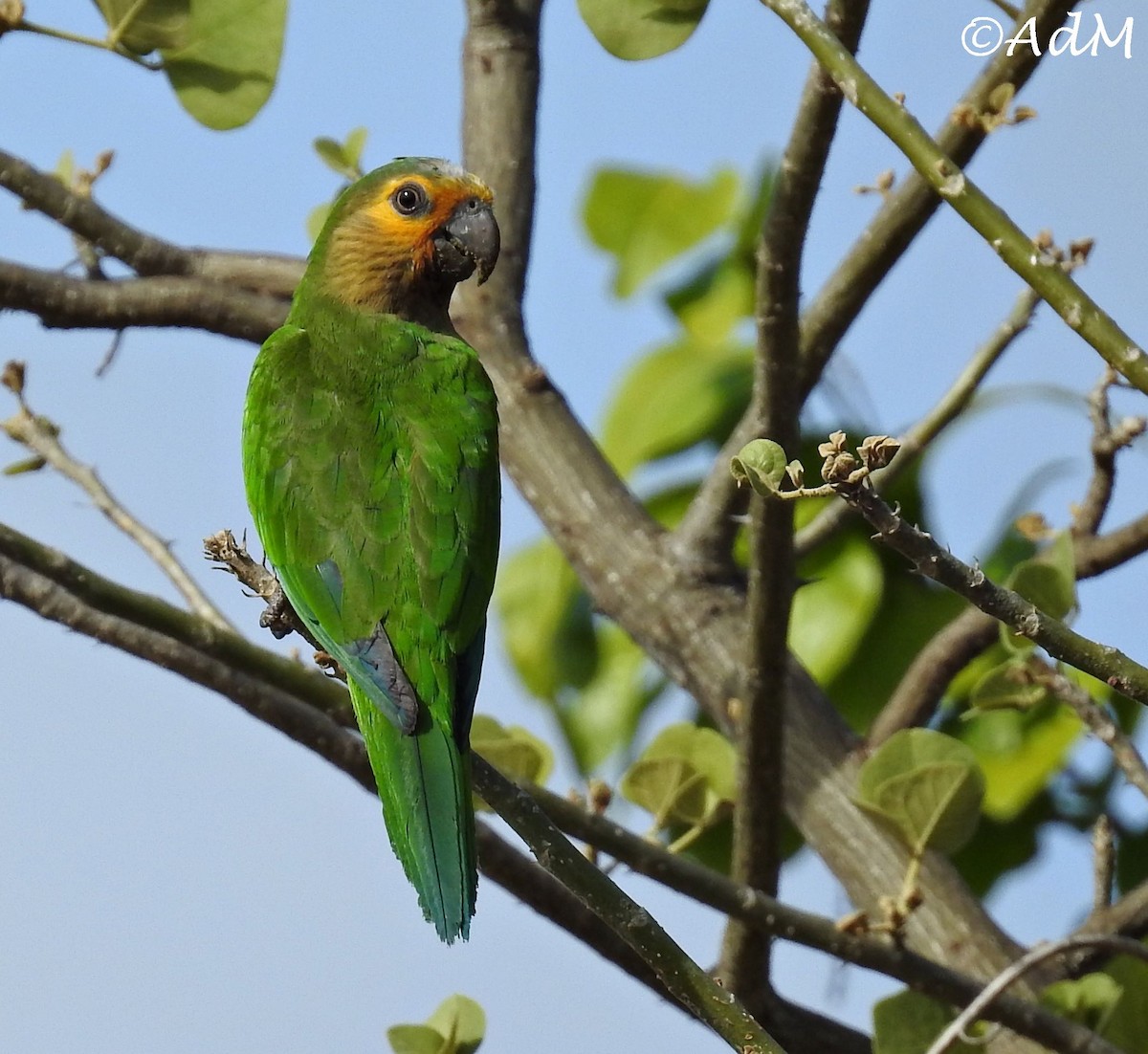 Brown-throated Parakeet - Anita de Moulin